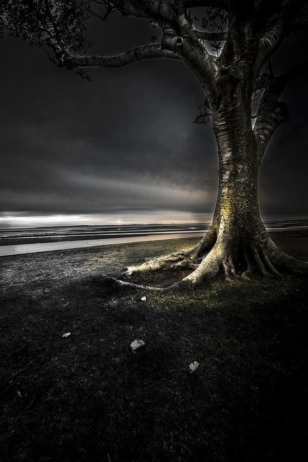 Fantasy Photograph - Dark Tree by Ben Paulsen
