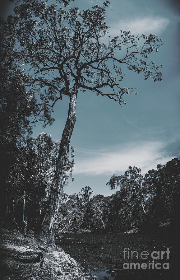 Dark tree branching out to the skies of darkness Photograph by Jorgo Photography