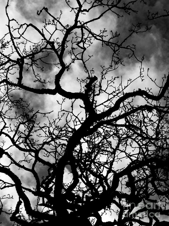 Dark Tree Photograph by Vicki Spindler