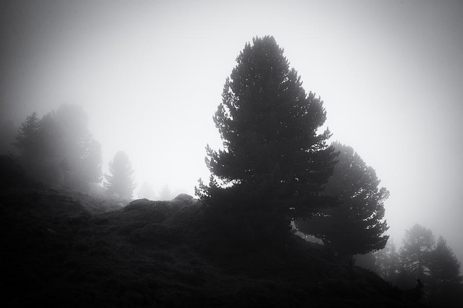 Dark trees in the fog Aletschwald Forest Photograph by Matthias Hauser