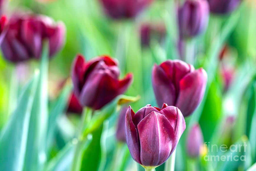 Dutch dark tulips Photograph by Patricia Hofmeester