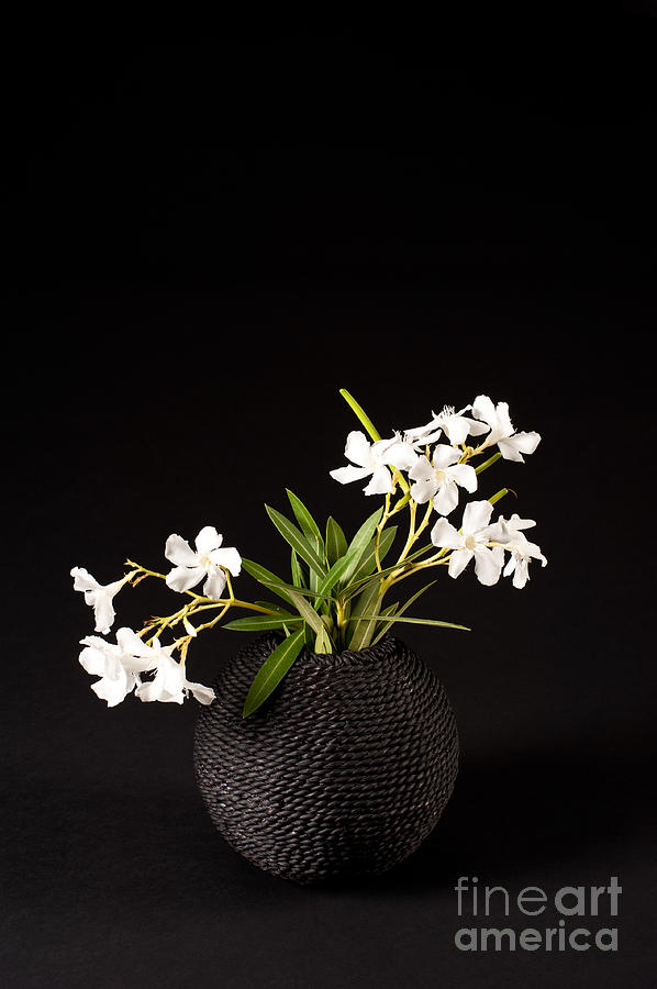 Dark Vase And White Flowers Photograph by Catherine Lau