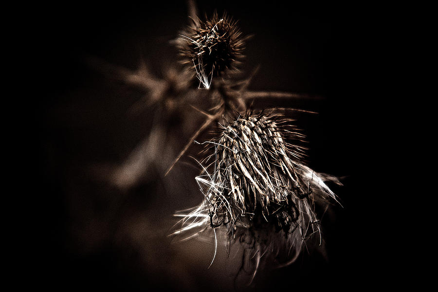 Dark Weed Photograph by Prince Andre Faubert