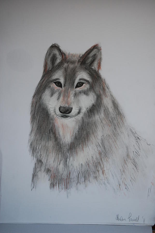 Dark Wolf Drawing by Helen Powell