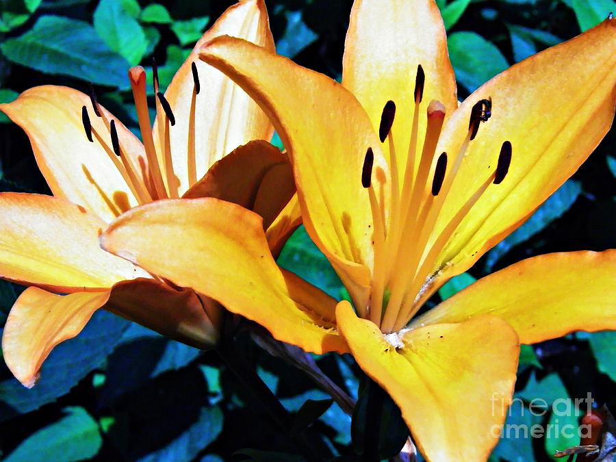 Flower Photograph - Dark Yellow Lilies by Sarah Loft