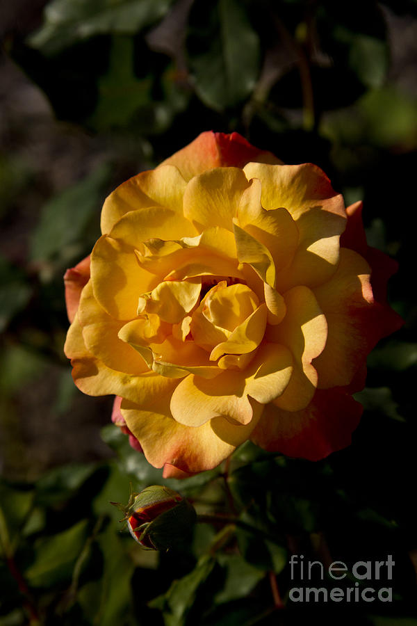 Flower Photograph - Dark Yellow Rose by Kathy McClure