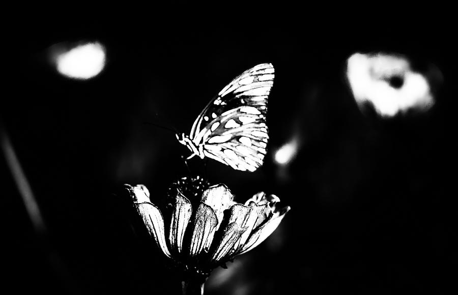 Darken Butterfly 3 Photograph by Tracy Brock