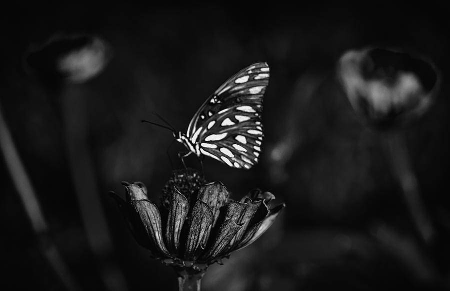 Darken Butterfly On Flower Photograph by Tracy Brock