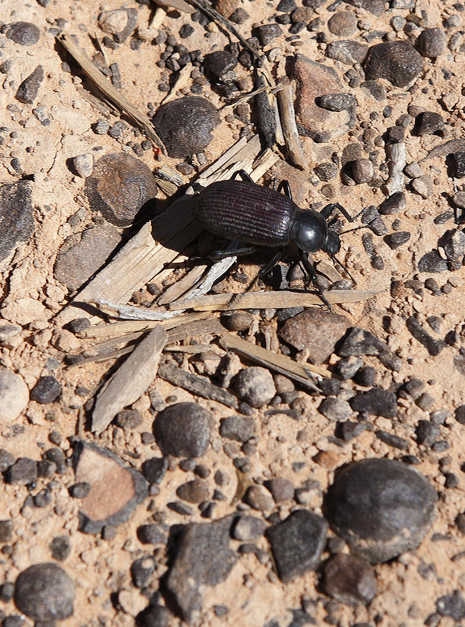 Darkling Beetle And Moqui Marbles Photograph by Gregory Scott
