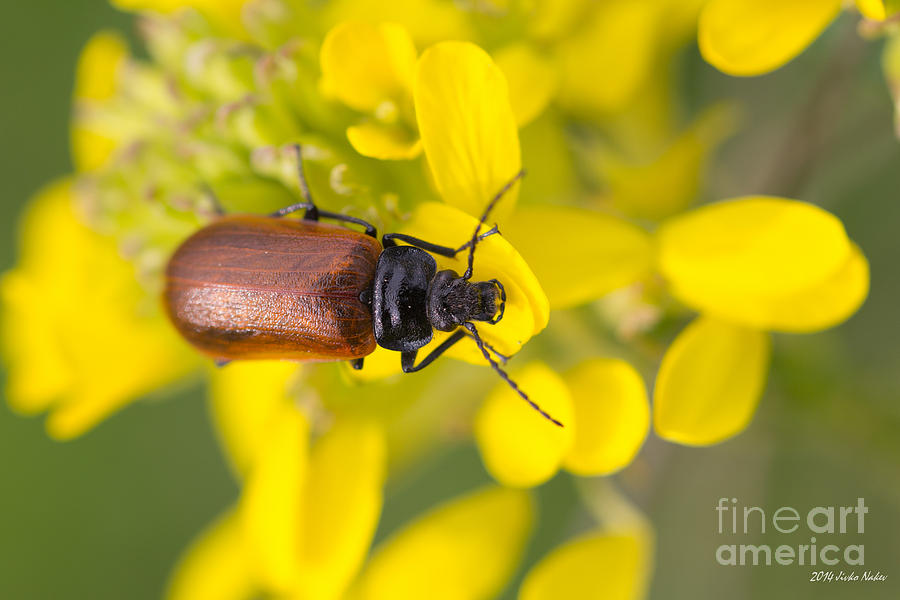 Darkling beetle Photograph by Jivko Nakev