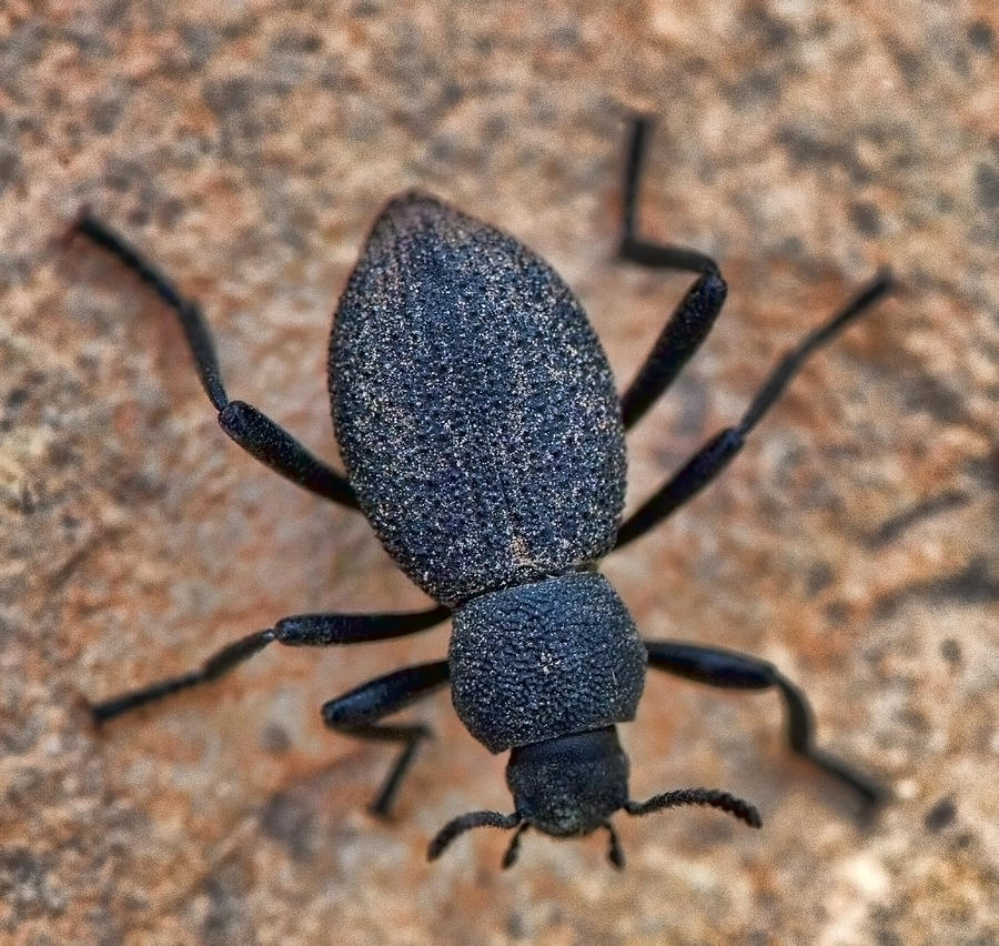Darkling Beetle on Grand Canyon South Rim Photograph by Gregory Scott