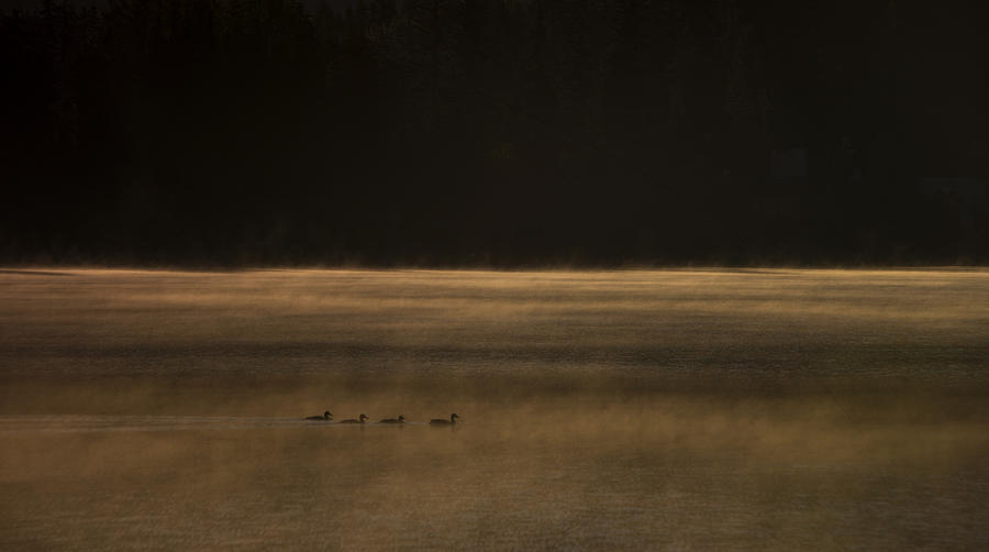 Wildlife Photograph - Early Birds by Aaron Bedell