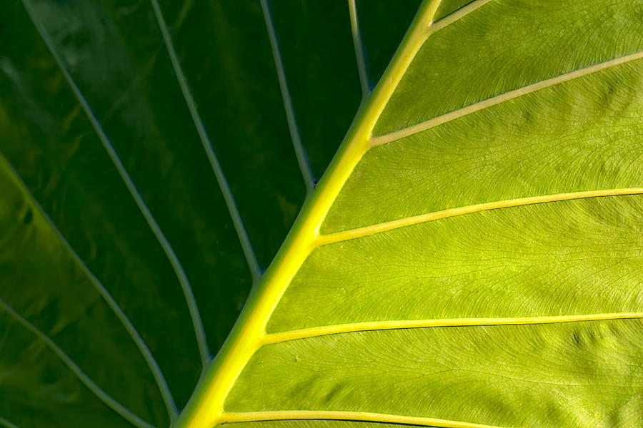 Darkness And Light - Elephant Ear Leaf Details Photograph by Mark E Tisdale
