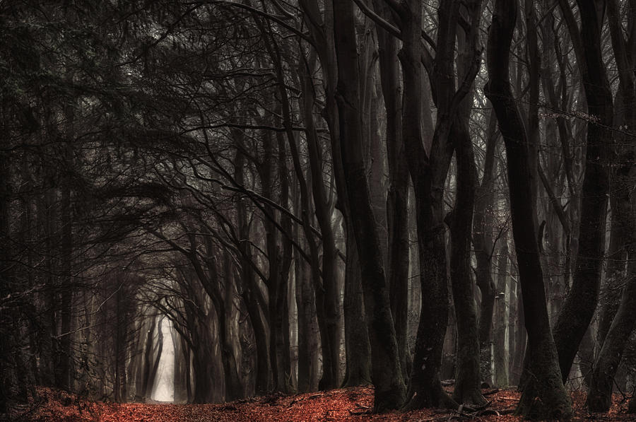 Tree Photograph - Darkness Come Alive by Jan Paul Kraaij