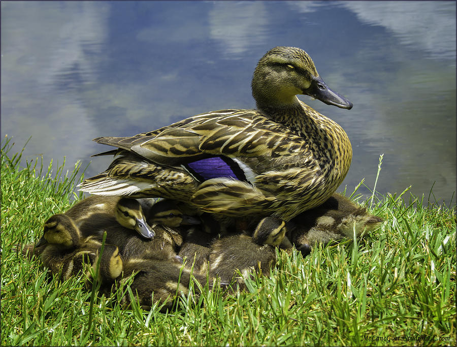 Duck Photograph - Darling ducklings by LeeAnn McLaneGoetz McLaneGoetzStudioLLCcom