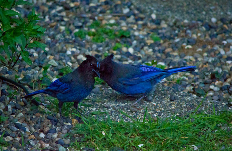 Darling I have to tell you a secret-sweet stellar jay couple Photograph by Eti Reid