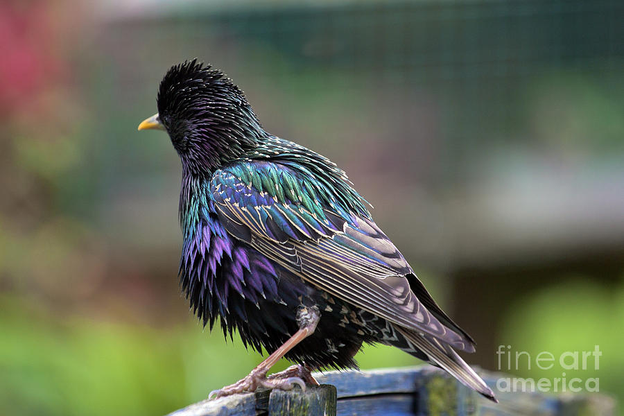 Nature Photograph - Darling Starling by Terri Waters