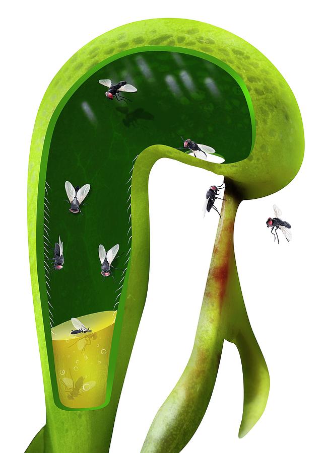 Darlingtonia Californica Anatomy Photograph By Claus Lunau Science