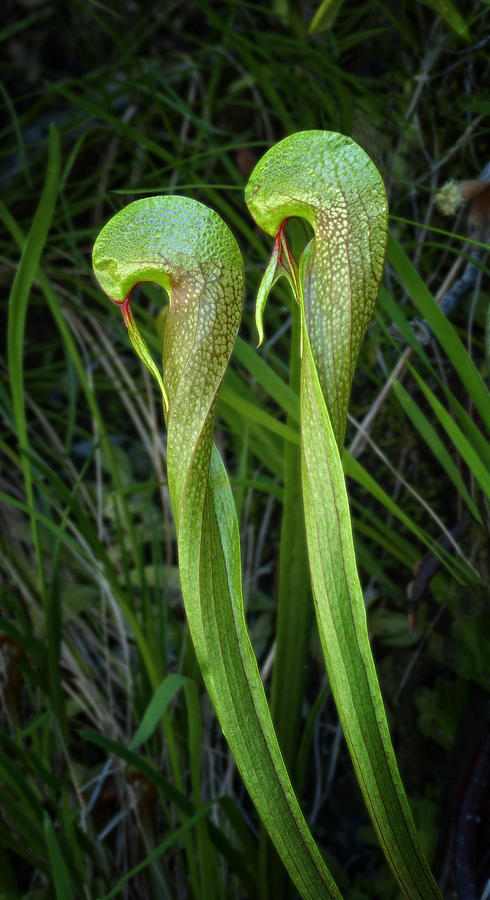 Darlingtonia iPhone case Photograph by Betty Depee
