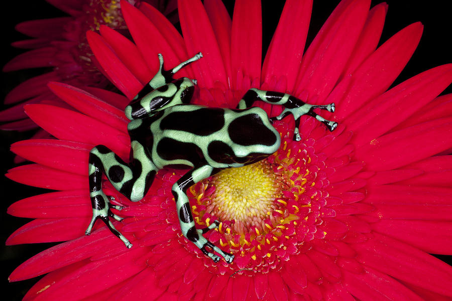 Frog Photograph - Dart frog by Indiana Zuckerman