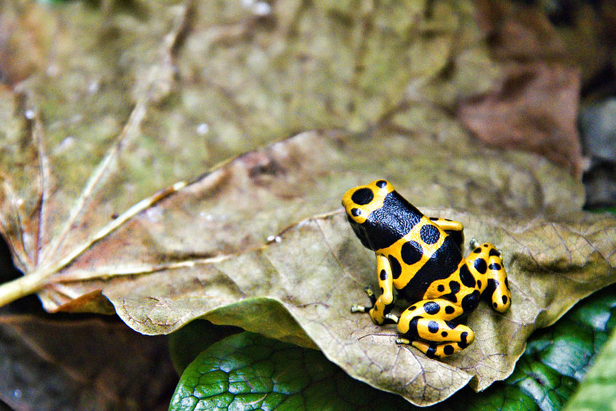 Dart Frog Photograph by Lana Trussell