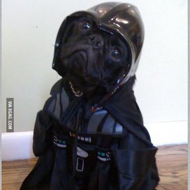 Darth Vader Pug, Nice! Photograph by Zeus San Agustin