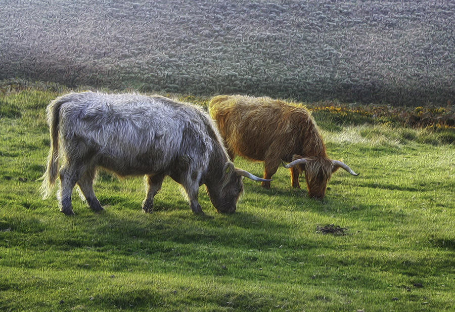 Dartmoor Long Horns Photograph by Michael Hope