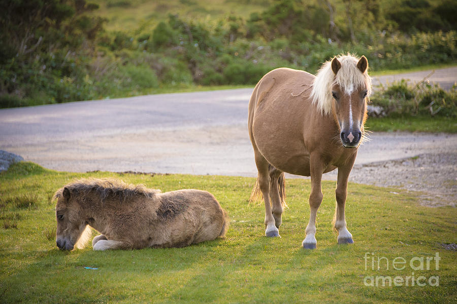 Dartmoor Ponies Photograph by Donald Davis