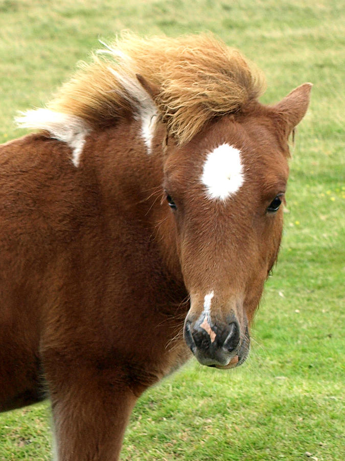 Dartmoor Pony Photograph by Gill Billington