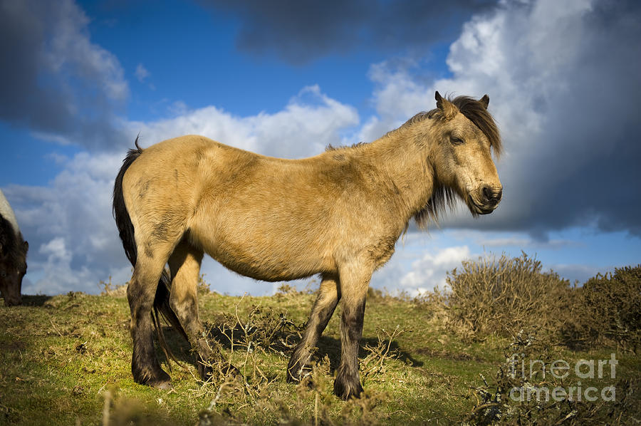 Dartmoor Pony Photograph by Lee Avison