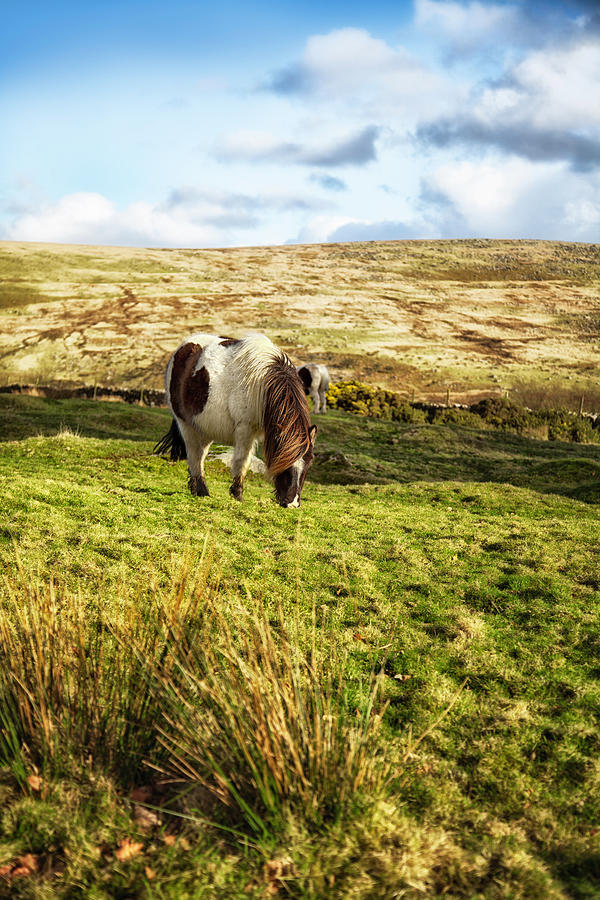 Dartmoor Pony Photograph by Nicolamargaret