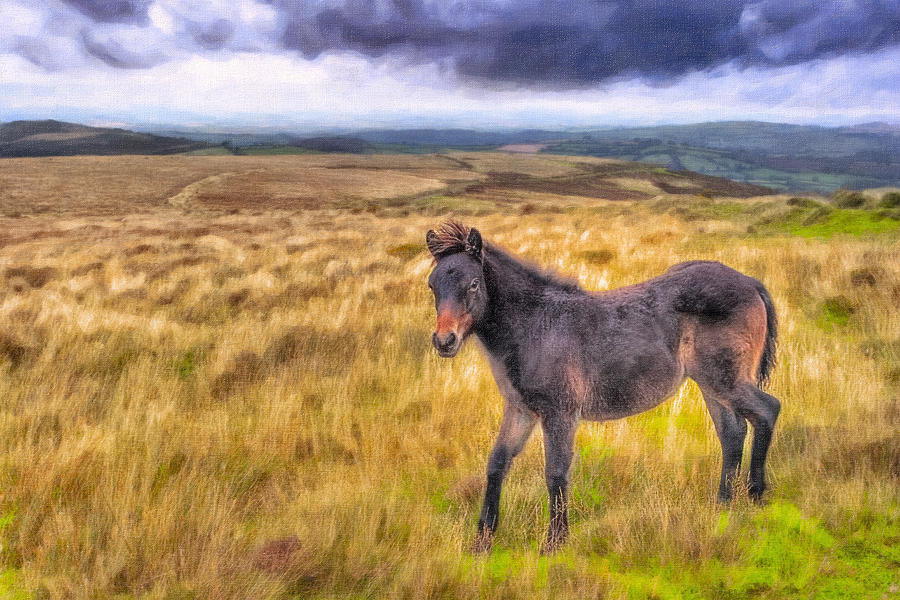 Landscape Photograph - Dartmoor Pony On The Moors by Mark Tisdale