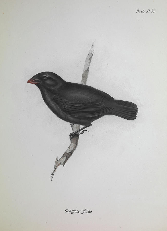 Darwin Finch Photograph by Natural History Museum, London/science Photo Library