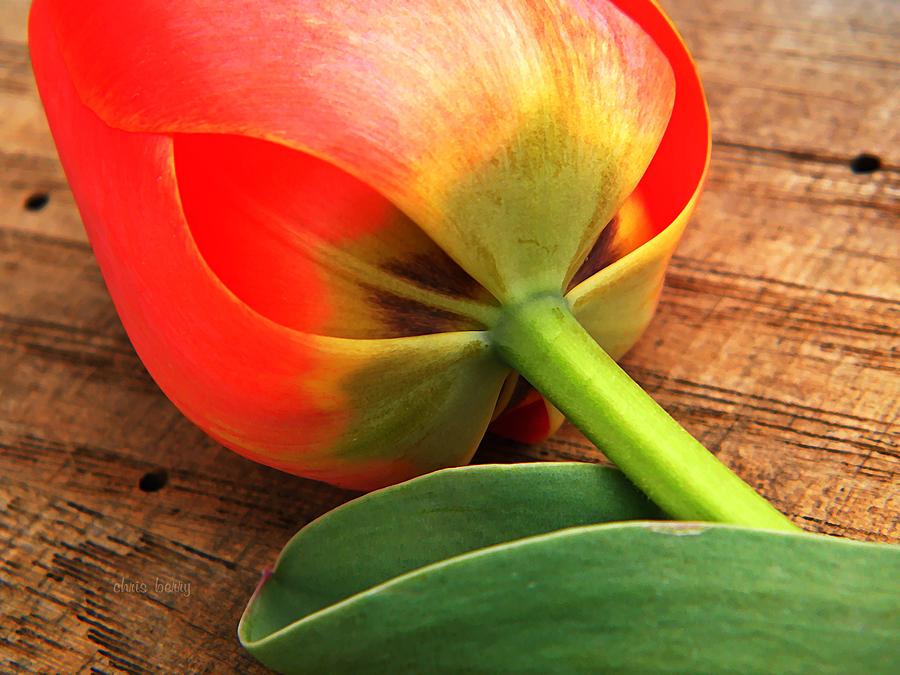 Darwin Tulip Photograph by Chris Berry