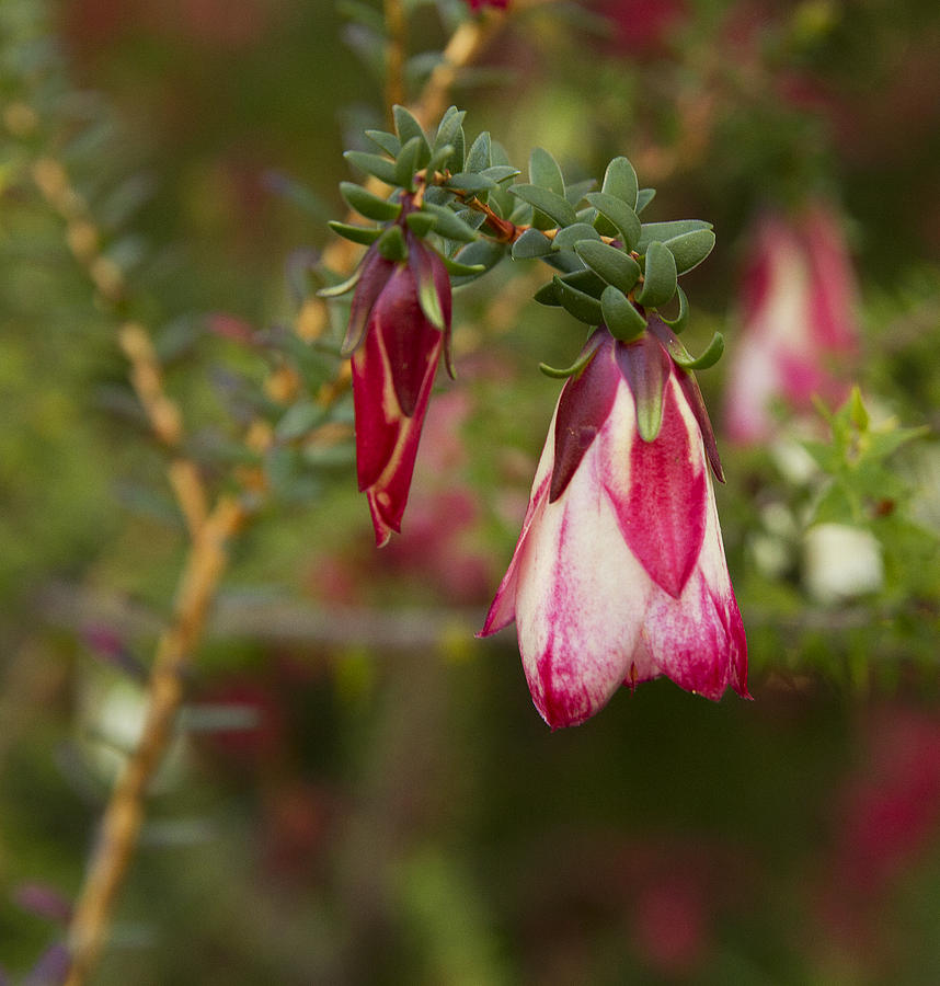 Darwinia Macrostegia Mondurup Bell Photograph by Anna Calvert