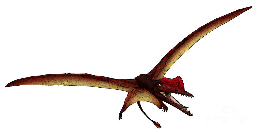 Dinosaur Digital Art - Darwinopterus, A Pterosaur by Vitor Silva