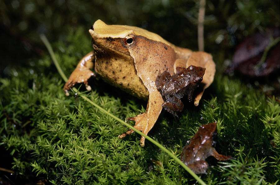 Darwin's Frog (rhinoderma Darwini Photograph By Andres Morya Hinojosa ...