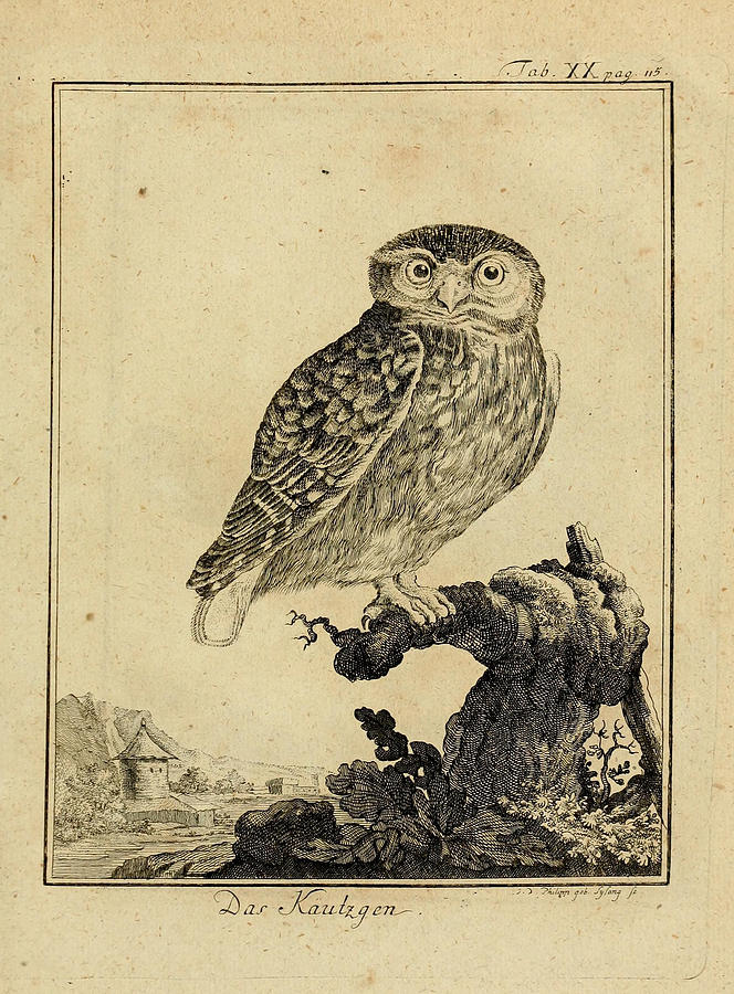 Owl Drawing - Das Kautzgen by Philip Ralley