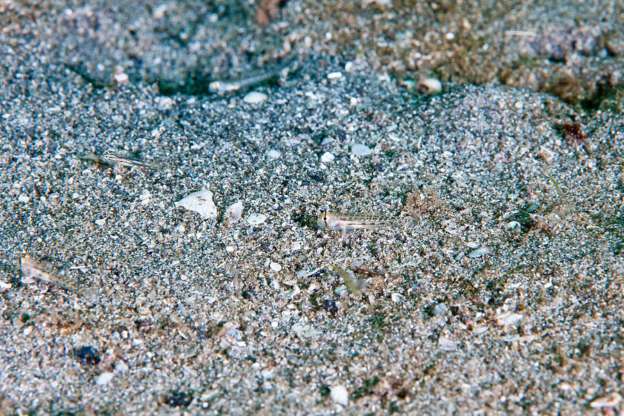 Dash Goby Photograph by Andrew J. Martinez