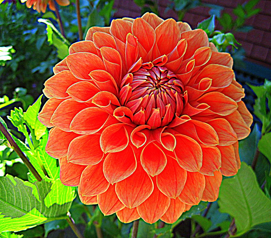 Dashing Dahlia #2 Photograph by Suzanne DeGeorge