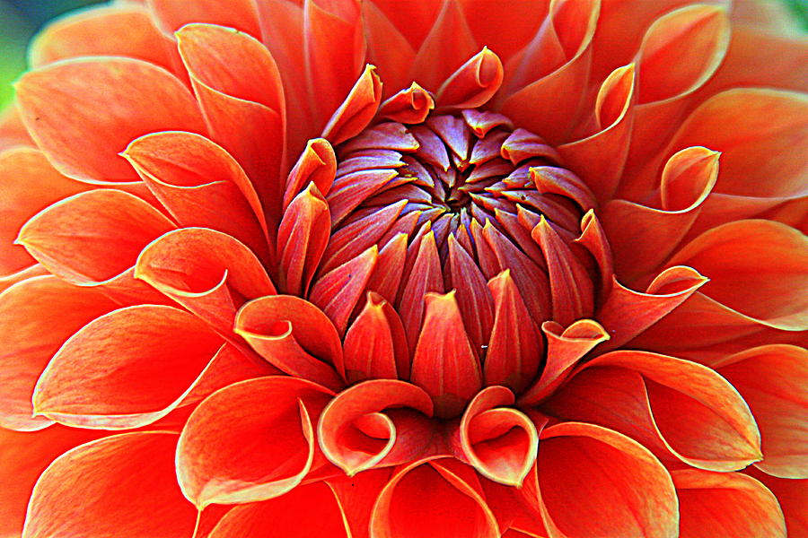Dashing Dahlia Photograph by Suzanne DeGeorge