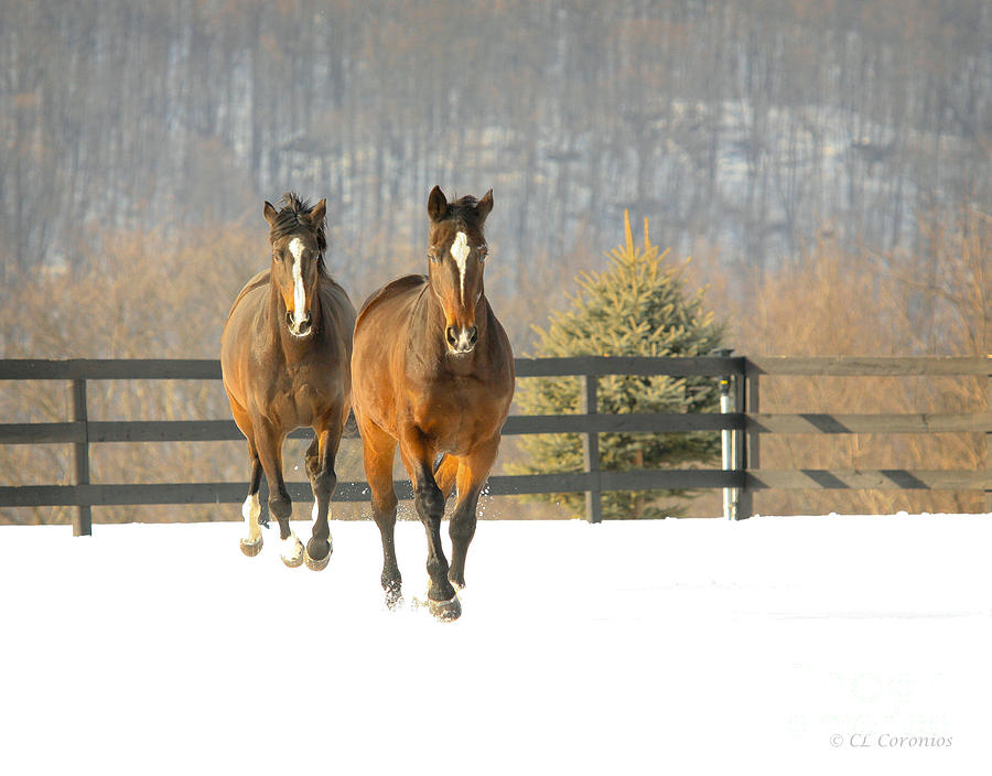 Dashing through the Snow Photograph by Carol Lynn Coronios
