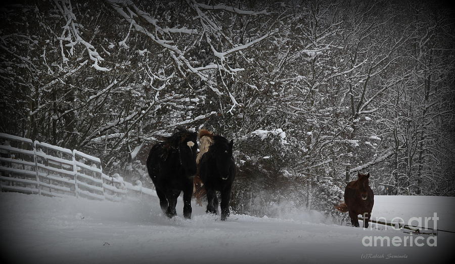 Dashing Through the Snow Photograph by Rabiah Seminole