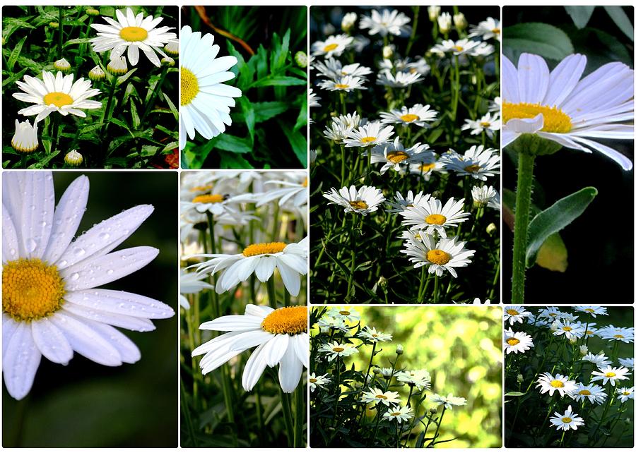 Daisy Photograph - Dasies in Collage by Karen Majkrzak