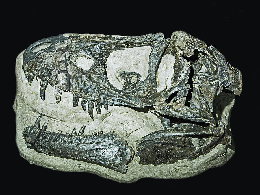 Daspletosaurus Horneri Dinosaur Skull Photograph by Millard H. Sharp