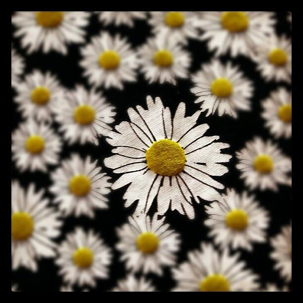 Summer Photograph - #dasye #flower #flowers #nature #yellow by Stephen Clarridge