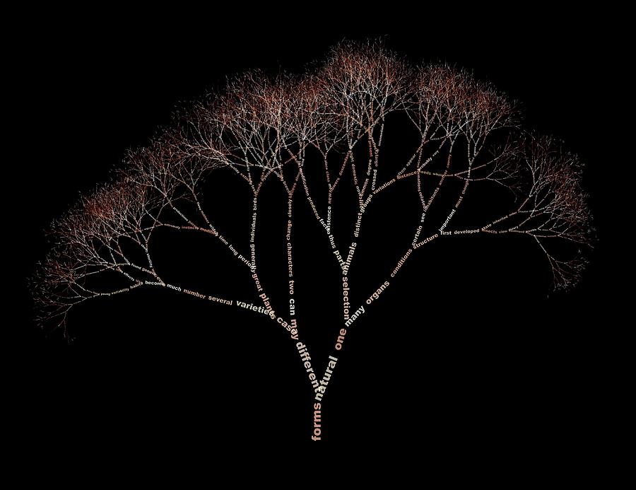 Data Visualised As A Tree Photograph by Juan Osborne/science Photo Library