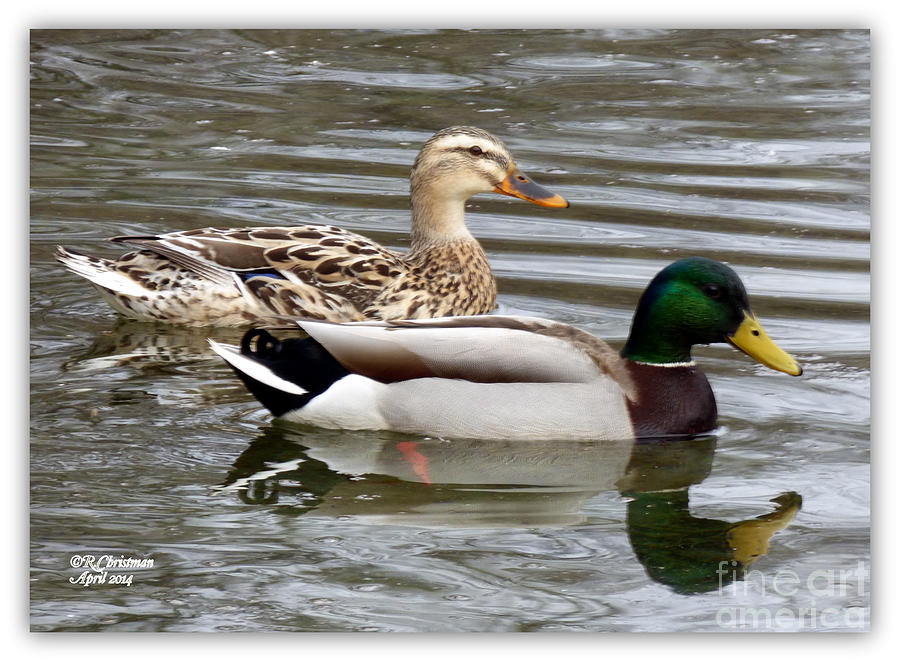 Ducks Photograph - Date Day by Rennae Christman Ducks Photograph - Date Day by Rennae Christman