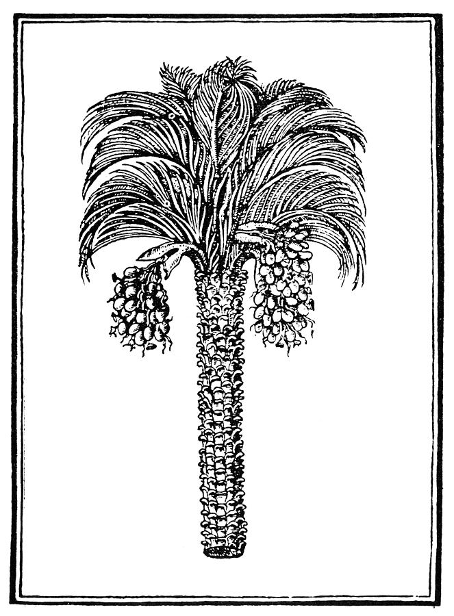 Date Palm, 1579 Drawing by Granger