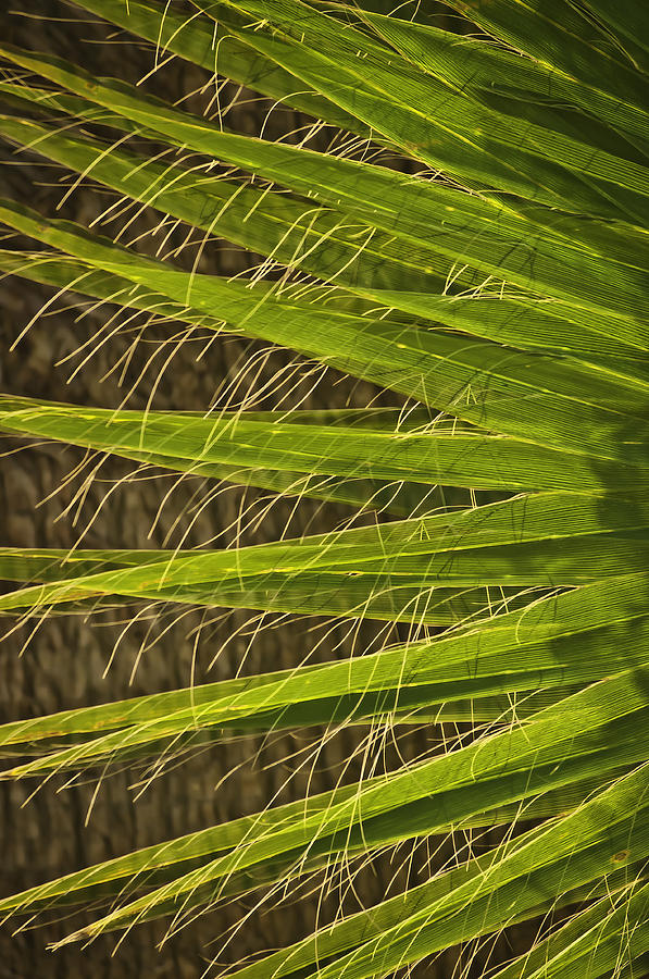 Date Palm Photograph by Sherri Meyer
